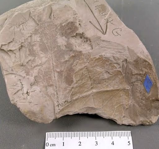 Diospyros primaeva