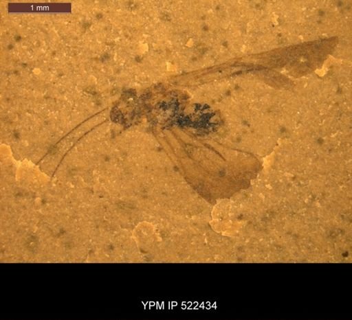 undet. Lepidoptera