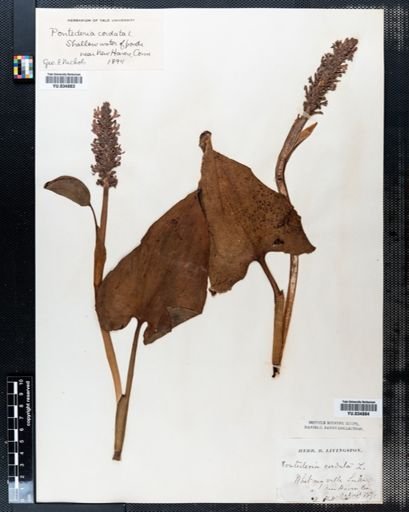 Pontederia cordata