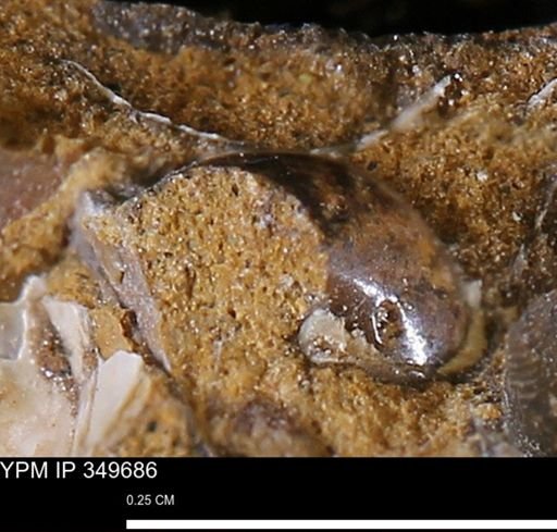 undet. Mollusca