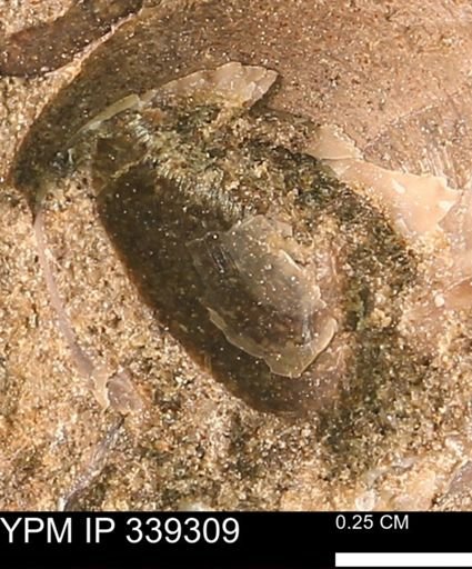 undet. Bivalvia