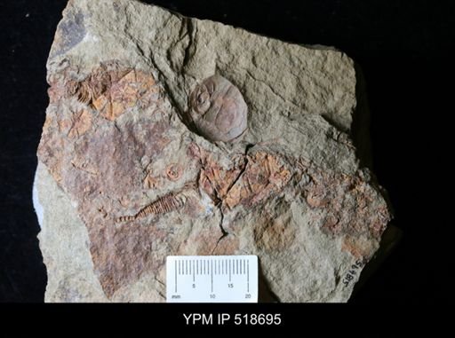 Macrocystella sp.