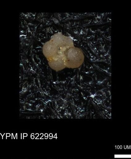 undet. Globorotaliidae