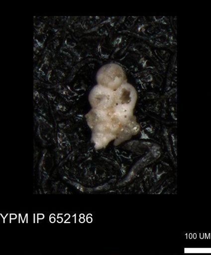 undet. Heterohelicidae
