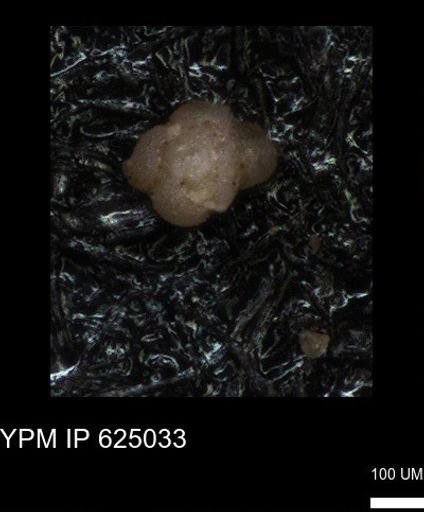 undet. Foraminiferida