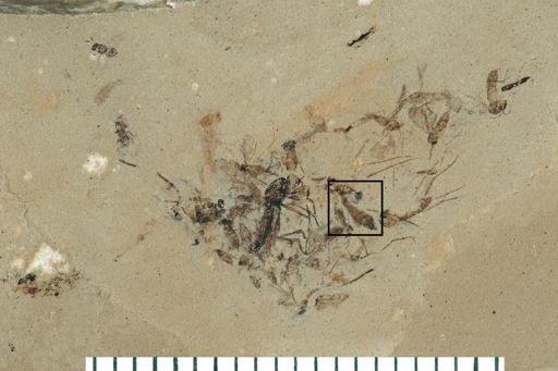 Diptera