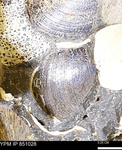 Limopsis striatopunctatus