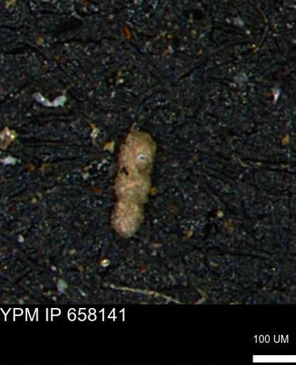 undet. Foraminiferida