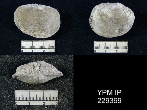 Derbya hooserensis