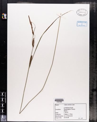Carex stricta