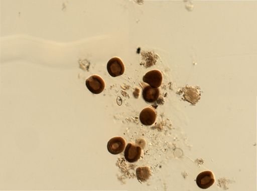 Branchiostoma