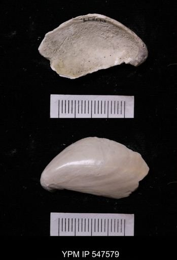 Modiola modiolus