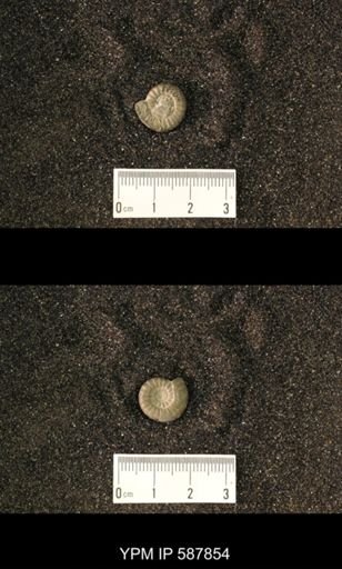 Goniatitina