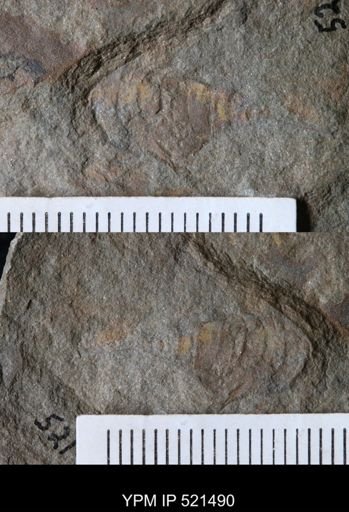 Chelicerata