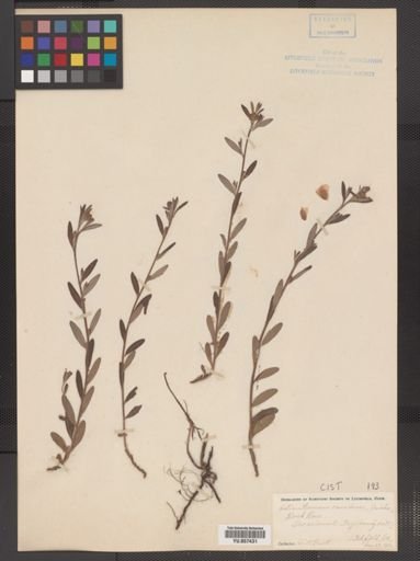 Helianthemum canadense