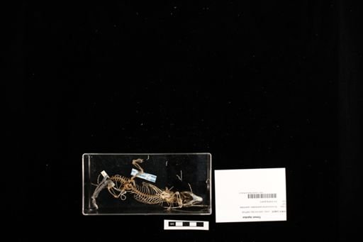 Timon lepidus