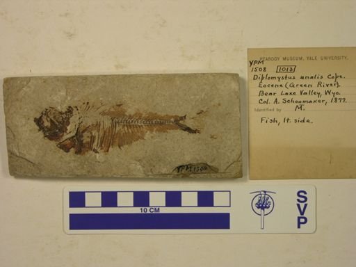 Diplomystus analis