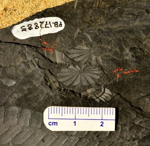 Annularia sp.