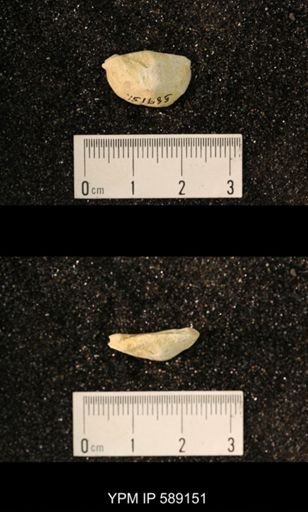 Sowerbyella sp.