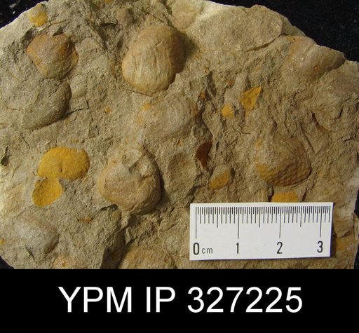 Productella lachrymosa