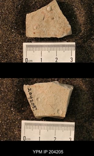 Hexapoda