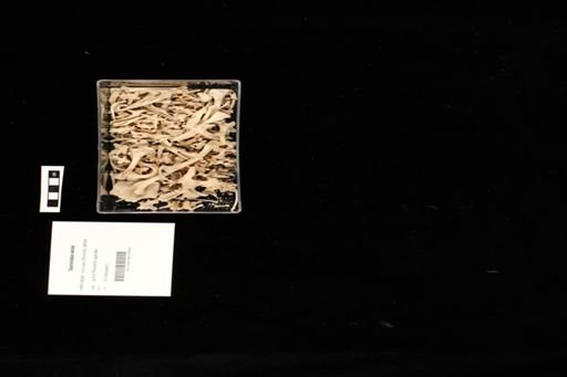 Sauromalus varius