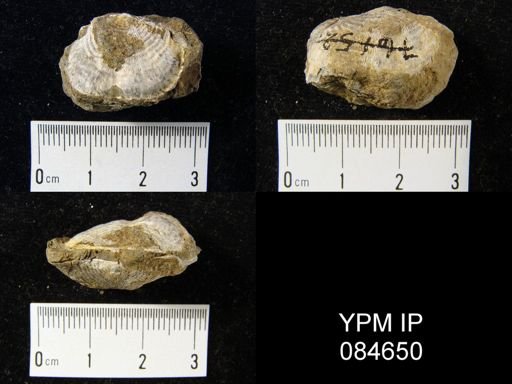 Leptaena rhomboidalis