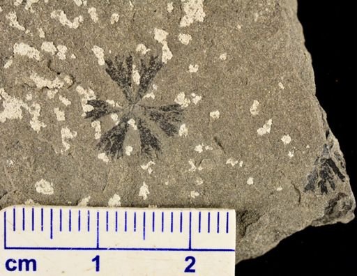 Sphenophyllum sp.