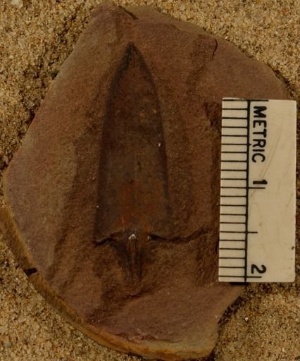 Lepidostrobus