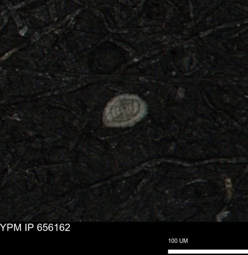 Spirolocammina planula