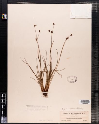 Luzula confusa