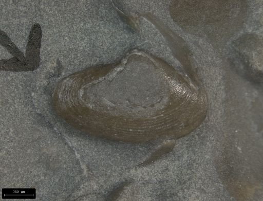 Dacryomya sp.