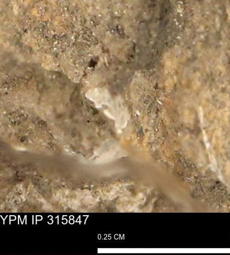 undet. Mollusca