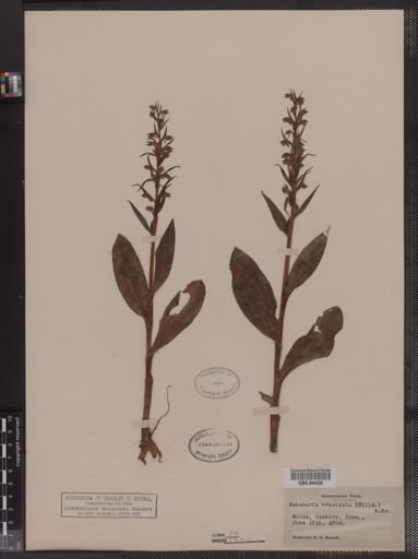 Habenaria bracteata