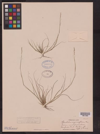 Sporobolus vaginiflorus