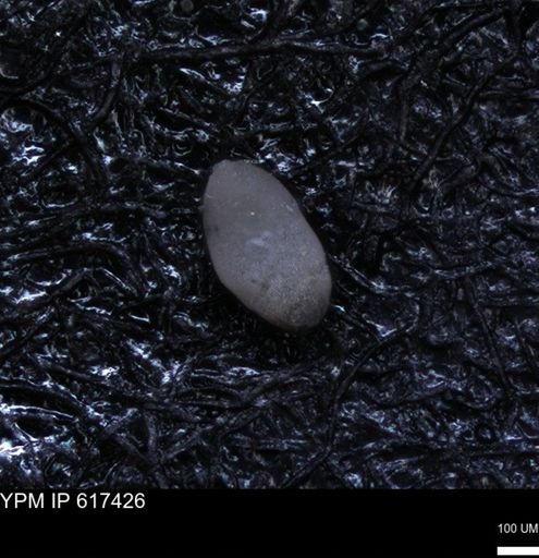 undet. Ostracoda