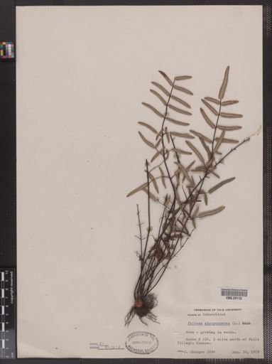 Pellaea atropurpurea