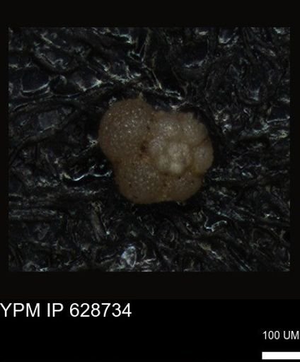 undet. Foraminiferida