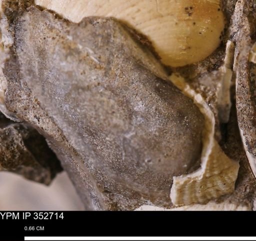 Parallelodon (Cosmetodon) sp.