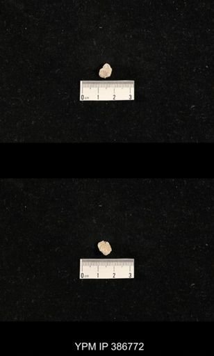 Streptorhynchus pyramidale?
