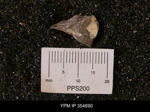 Pseudoptera subtortuosa