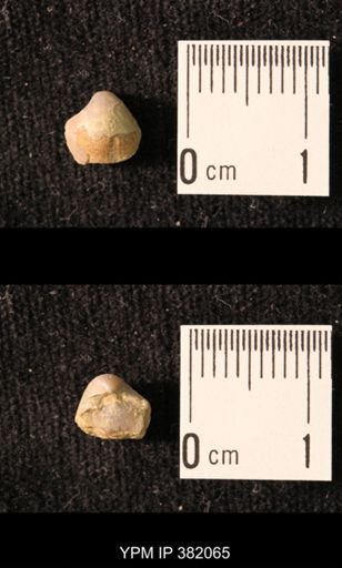 Ambocoelia planoconvexa