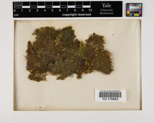 Plantae