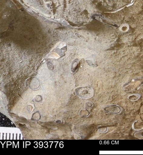 undet. Serpulidae