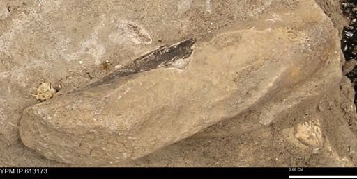 Baculites sp.