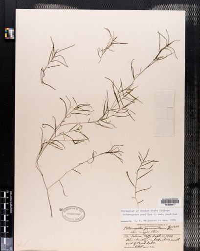 Potamogeton pusillus