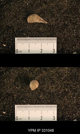 Meekospira peracuta choctawensis
