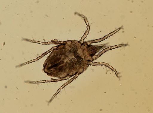 Halacarellus balticus