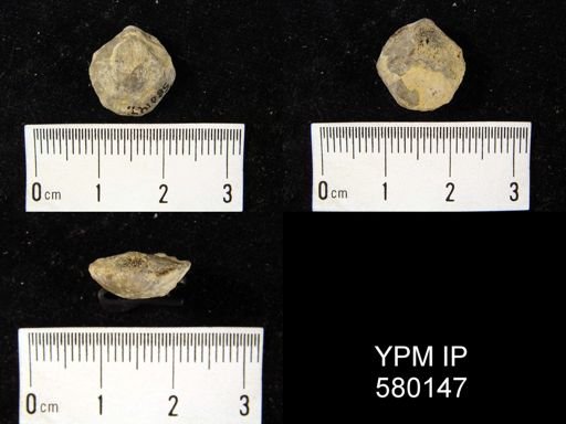 undet. Athyridida