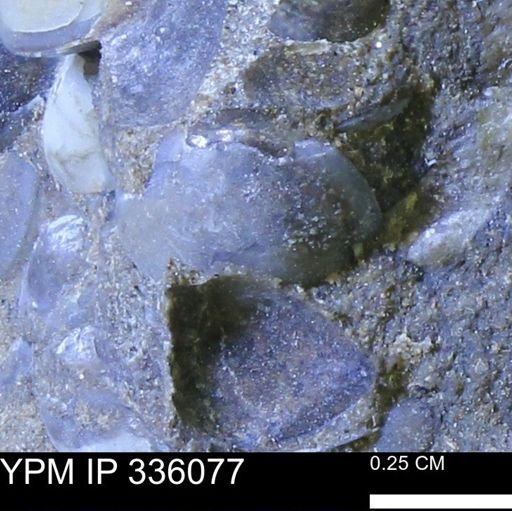 Protocardia subquadrata